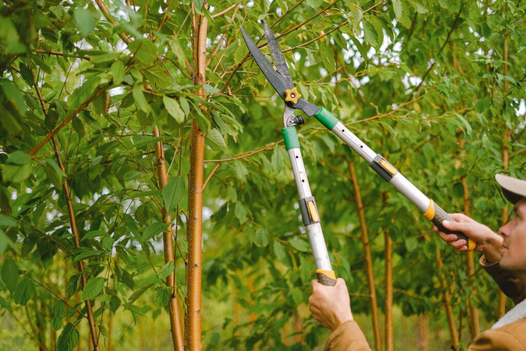 What is Pruning? The Basics
