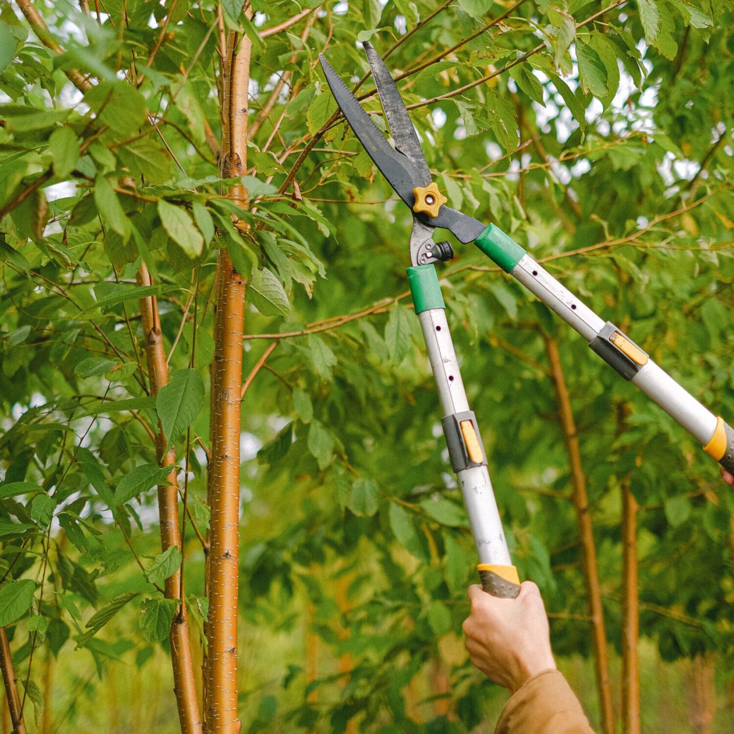 What is Pruning? The Basics