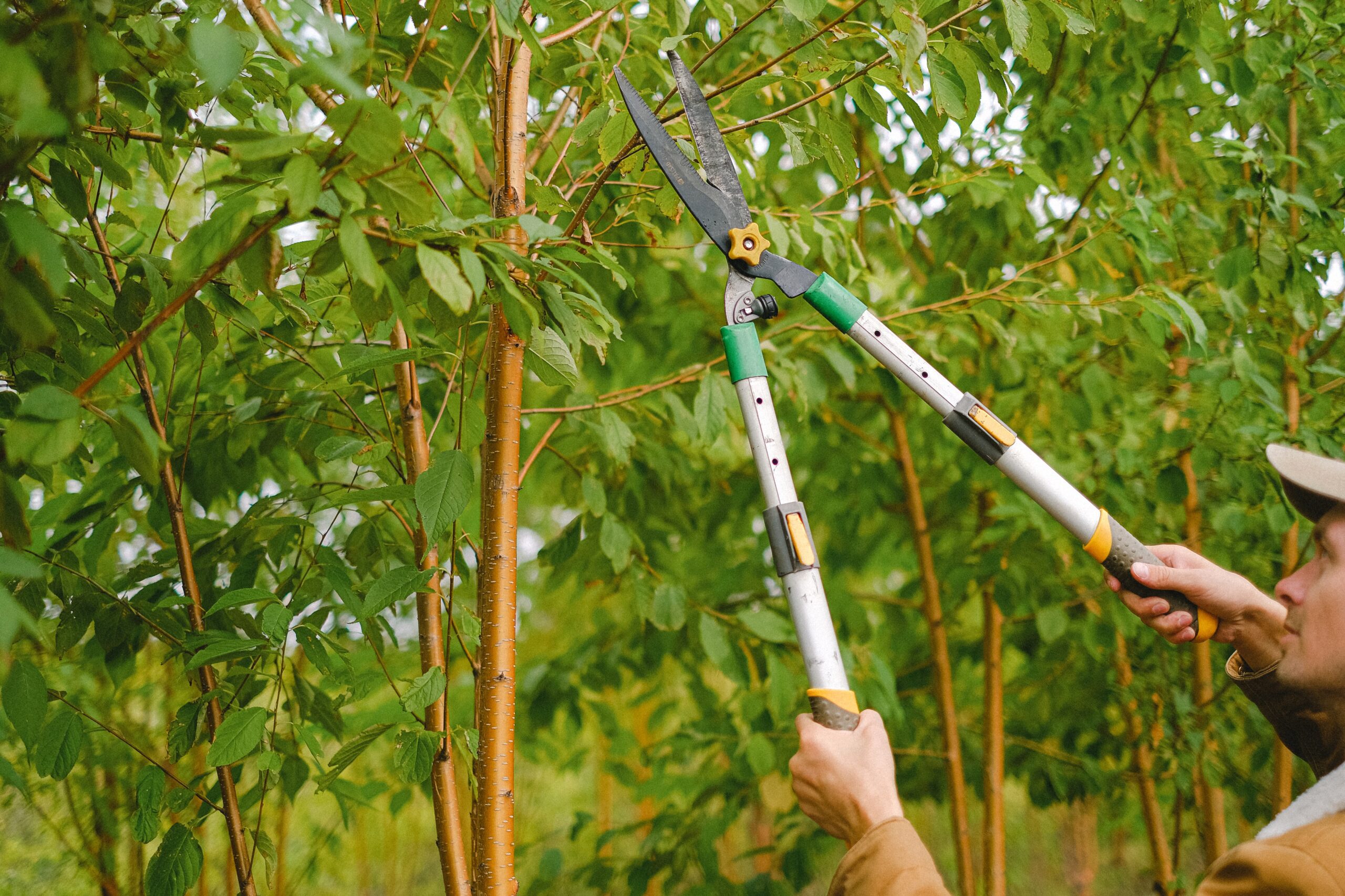 What is Pruning? The Importance, Benefits and Methods of Pruning