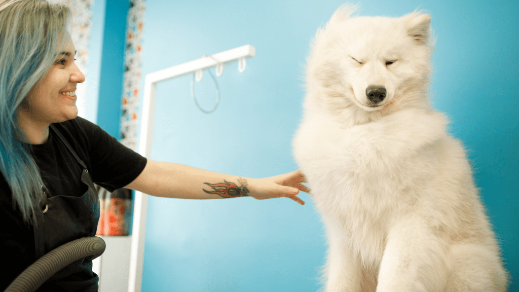 What Types of Services Does a Pet Groomer Offer?