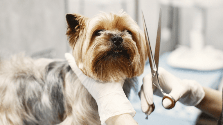 What Does A Pet Groomer Do? (The Answer) | Talking Tradesmen