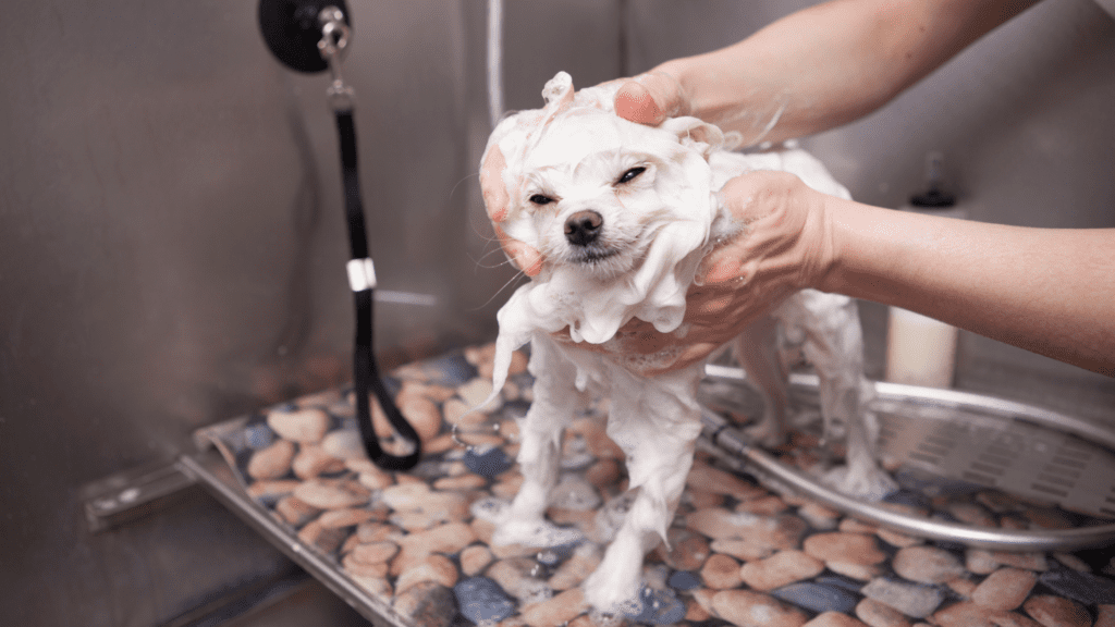 How Self-Employed Dog Groomer Salary Make - Grooming a cute white dog