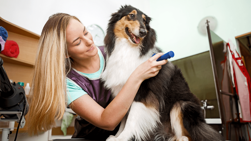 Factors Affecting Dog Grooming Prices - Woman grooming the dog