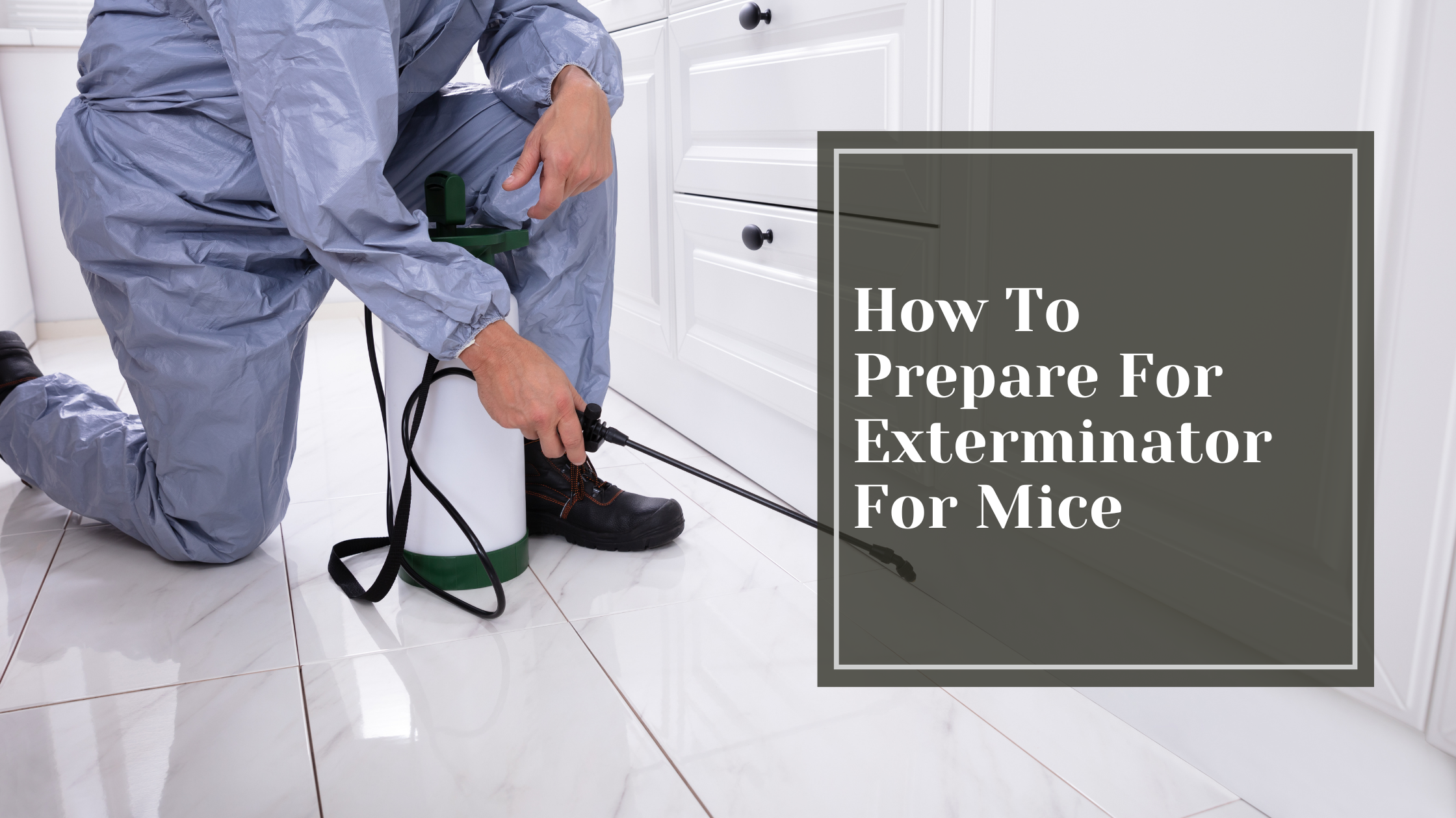 How To Prepare For Exterminator For Mice