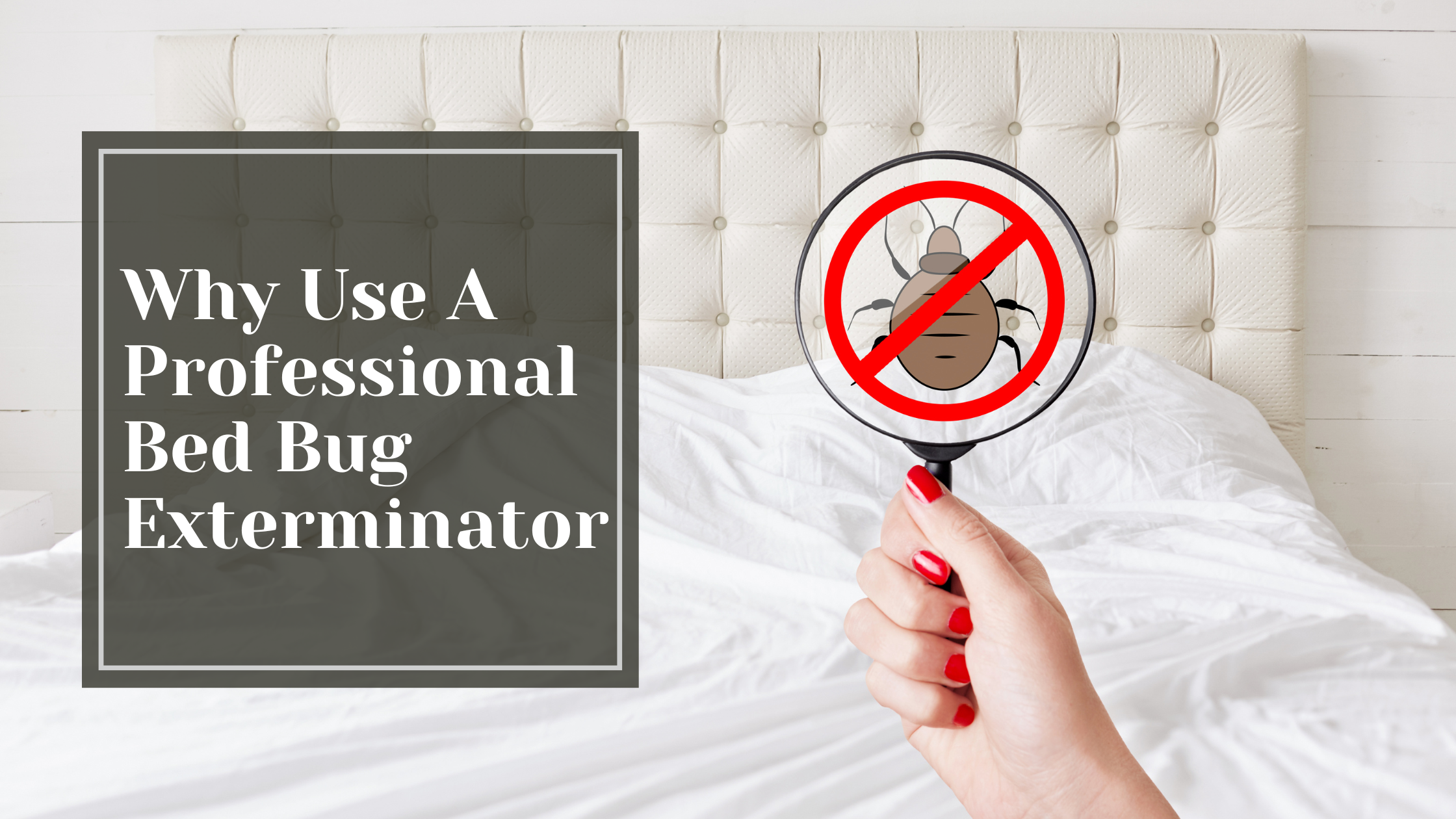 Why Use A Professional Bed Bug Exterminator