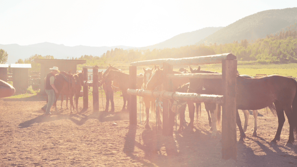 Ranch Hand and Horses in Farm