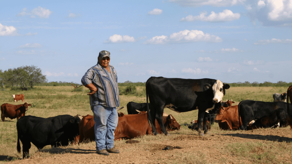 Ranch hand with cows