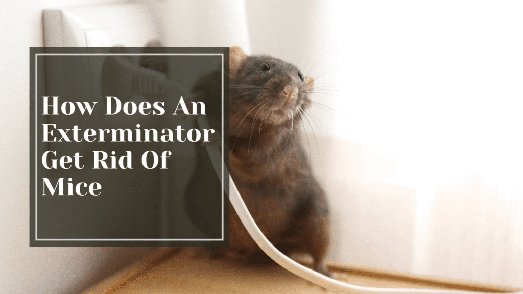 How Does An Exterminator Get Rid Of Mice