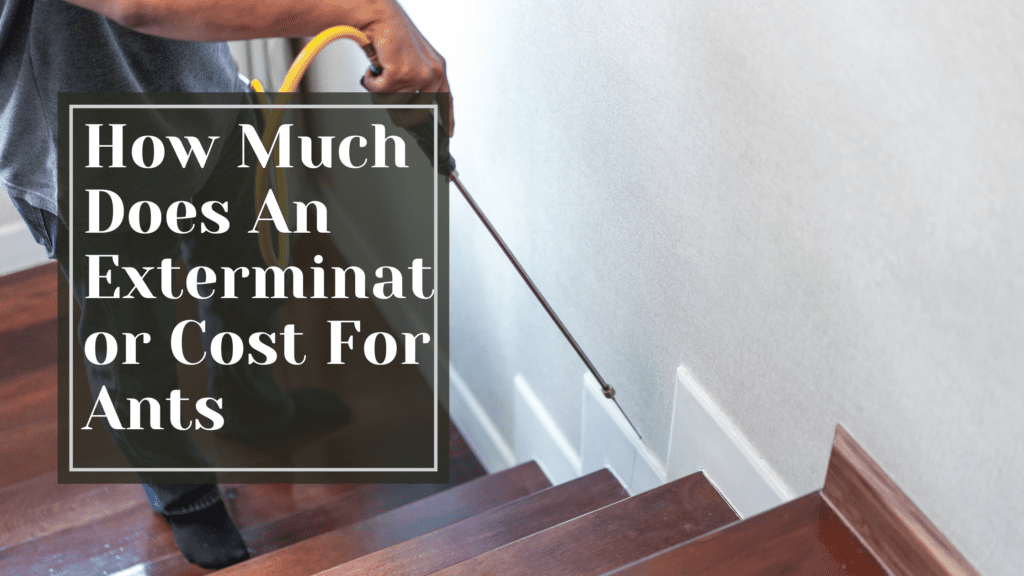 How Much Does An Exterminator Cost For Ants