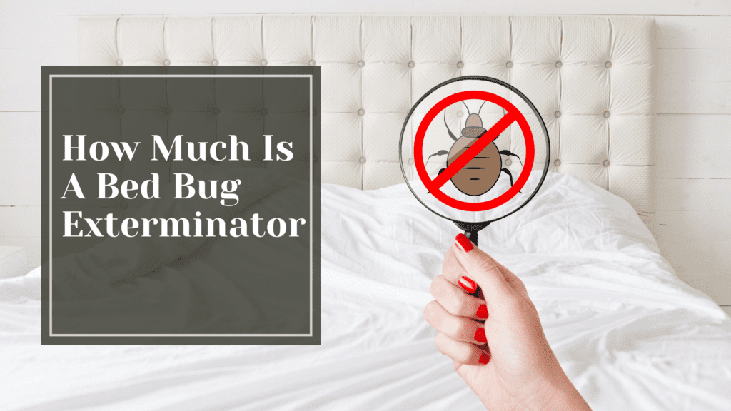 How Much Is A Bed Bug Exterminator