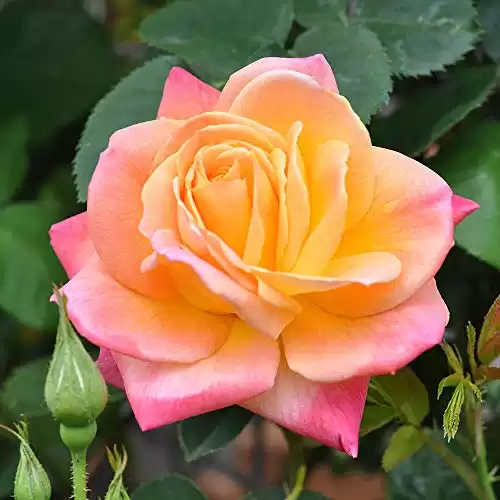 Heirloom Roses Rose Plant | Josephs Coat Multi Rose Bush, Climbing Roses Live Plant for Planting Outdoors
