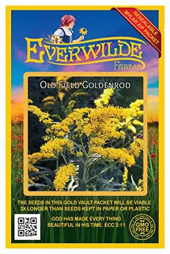 Everwilde Farms – 2000 Old Field Goldenrod Native Wildflower Seeds – Gold Vault Jumbo Seed Packet