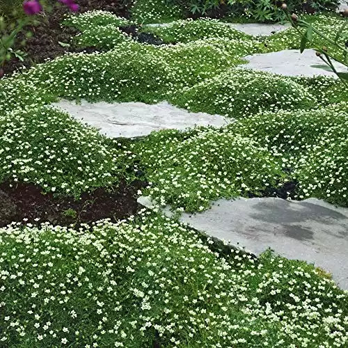 Outsidepride Perennial Irish Moss Low Growing, Mat Forming, Ground Cover Great Between Flagstones | 5000 Seeds