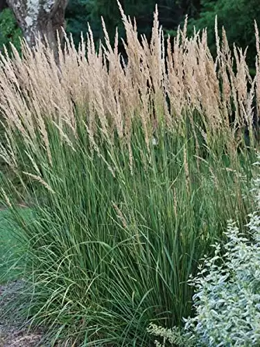Perennial Farm Marketplace Calamagrostis a. ‘Karl Foerster’ (Feather Reed) Ornamental Grasses, Size-#1 Container, Yellow Spikes