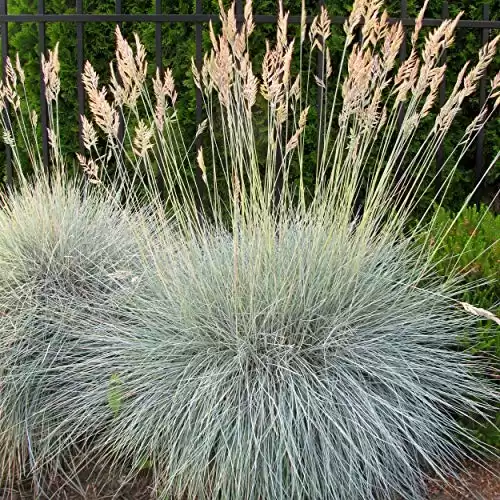 Outsidepride Perennial, Low Growing, Drought Tolerant, Blue Fescue Ornamental Grass | 5000 Seeds