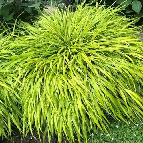 Hakonechloa Macra Gold Japanese Forest Grass Plant 4 to 6 Inc Tall, Well Rooted in 2.5 Inc Pot Planting Ornaments Perennial Garden Simple to Grow Pot Gifts