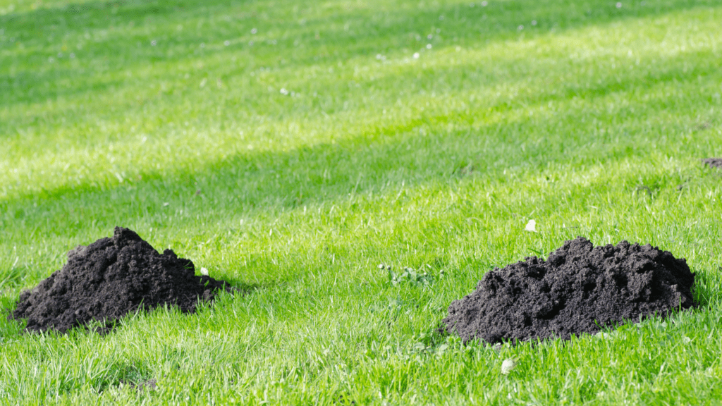 Mole Problem? Here’s How to Fix It: A Homeowner's Guide