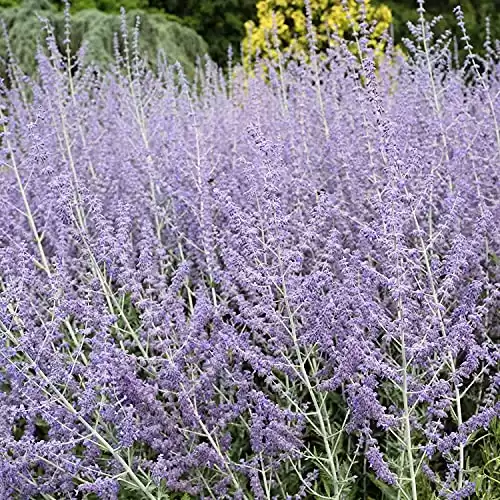 Perovskia - Blue Steel Russian Sage Seeds - 100 Seeds - Sky Blue Flowers - Drought Tolerant Perennial Landscape Plant - Perovskia atriplicifolia