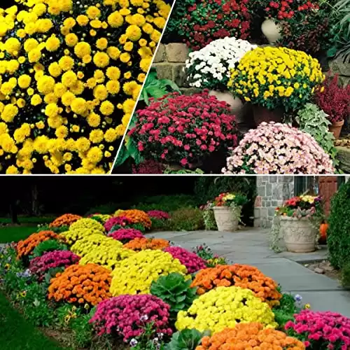 200 Mixed Color Chrysanthemum Seeds for Planting；Ground Cover Landscape