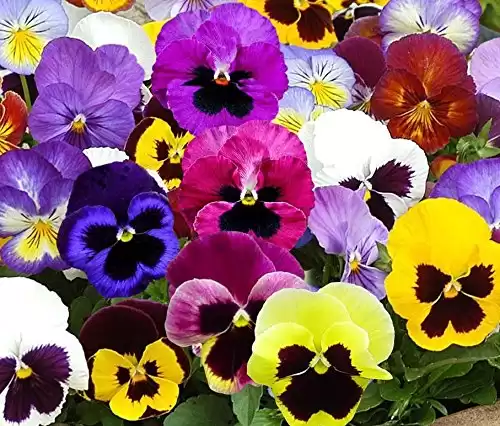 Swiss Giants Mix Pansy Seeds - 1,000+ Non-GMO Heirloom Flower Seeds, Hardy Annual, Great for Flower Beds, Containers, and More