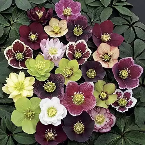 Lenten Rose/Hellebore Mix 5 Bareroot Plants Great for Fall Planting!!!
