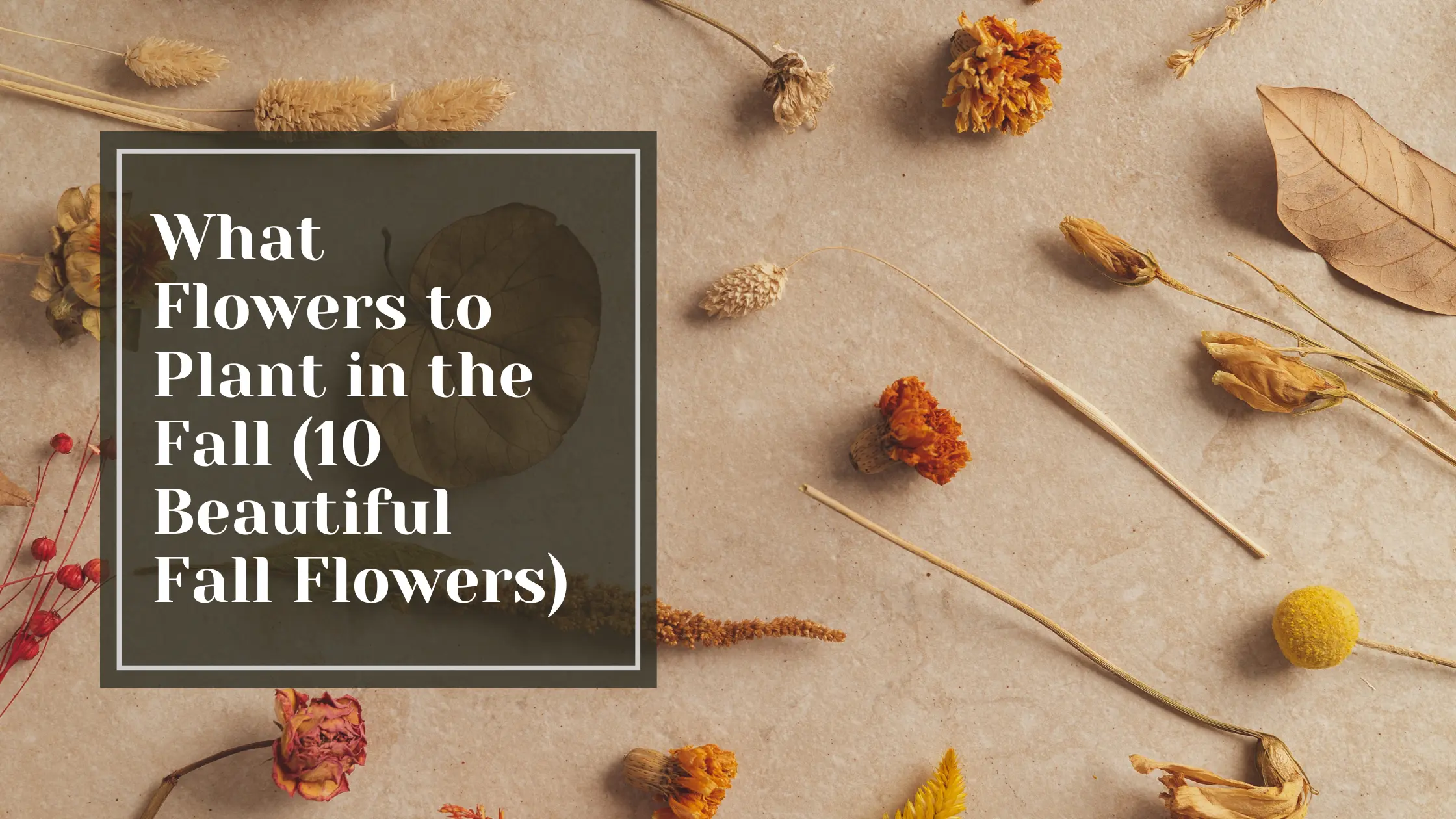 What Flowers to Plant in the Fall - Talking Tradesmen