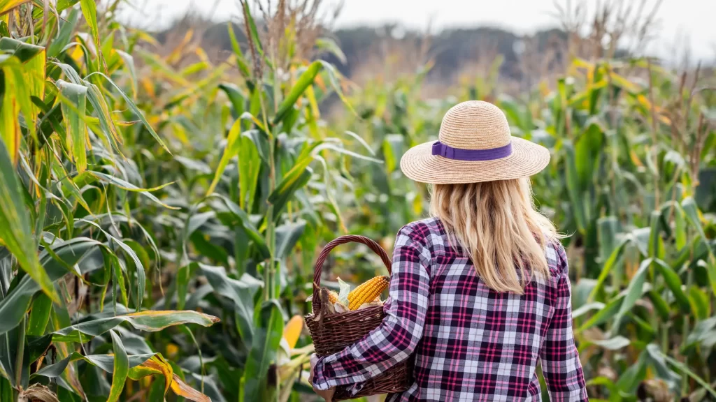 Woman harvesting corn, symbolizing the future of the farm-to-table movement