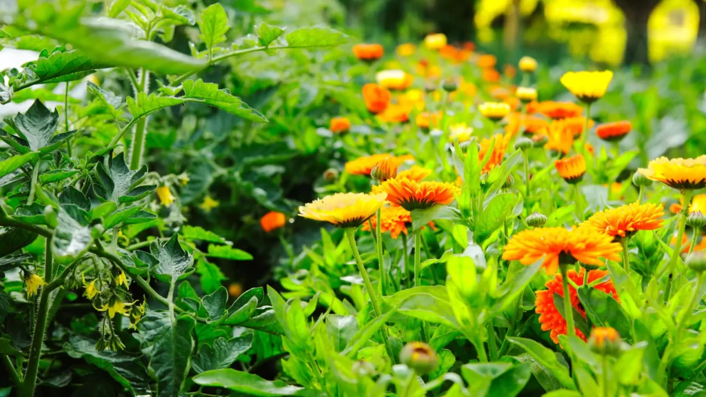 Vegetable Planting Schedule - Summer Companion Planting with Calendula and Tomatoes