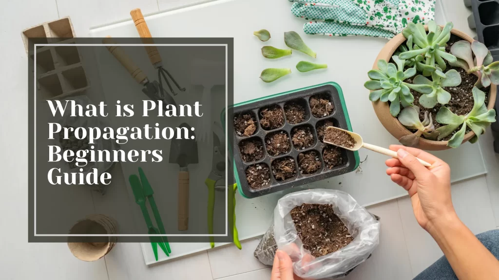 What is Plant Propagation: Beginners Guide