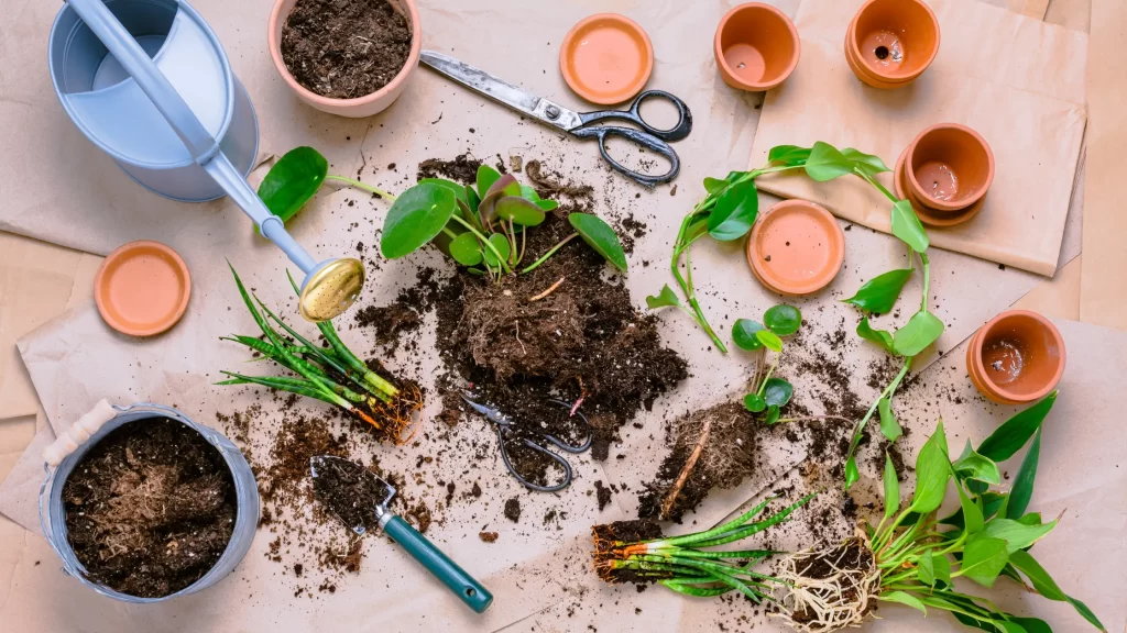 What is Plant Propagation - Practice Green Thumb