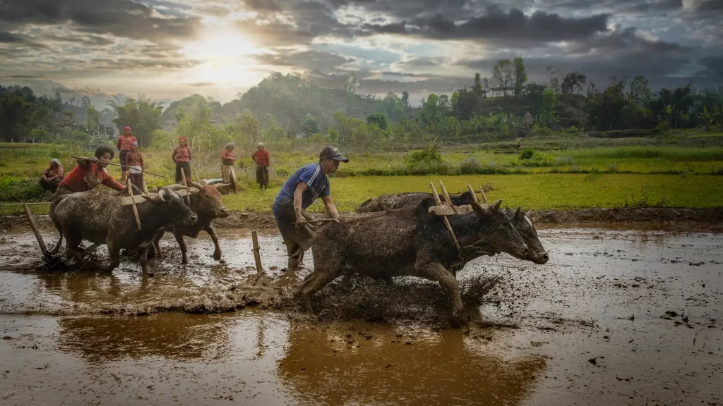 Farmers farming with their Carabaos - Benefits for Farmers