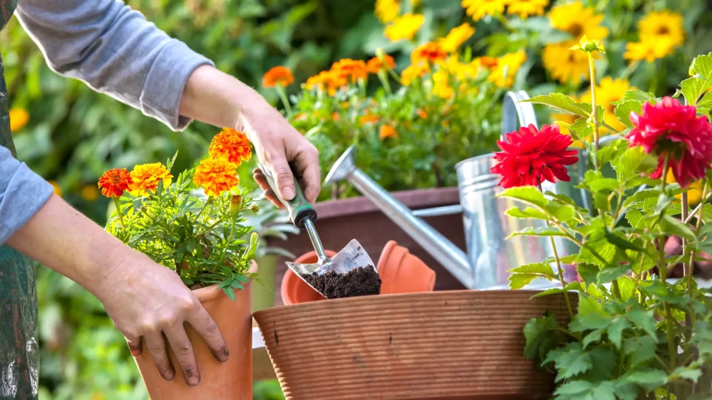 Gardening Mistakes - Flower Garden - Talking Tradesmen