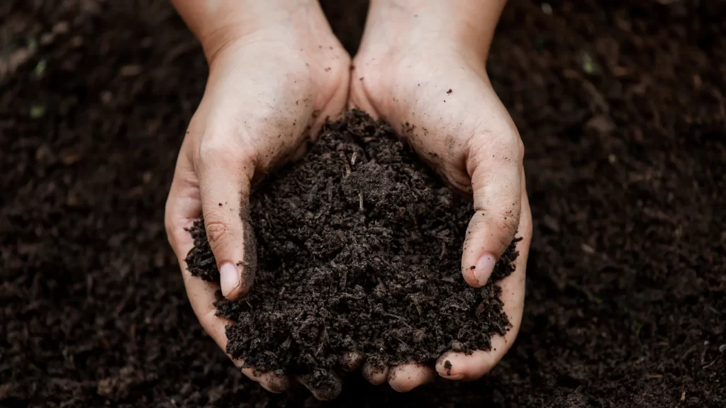 Hand holding soil for planting, emphasizing soil quality importance with fertilizers and mulch