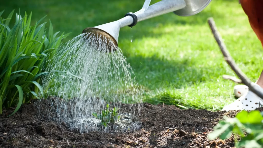 Proper watering balance for plant health