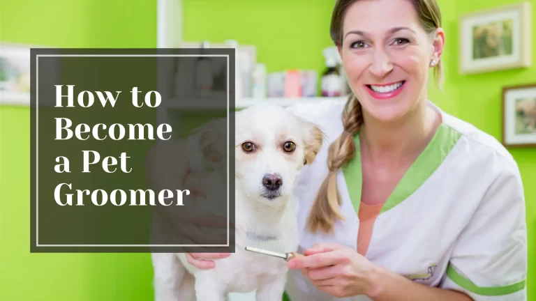 How to Become a Pet Groomer - Talking Tradesmen