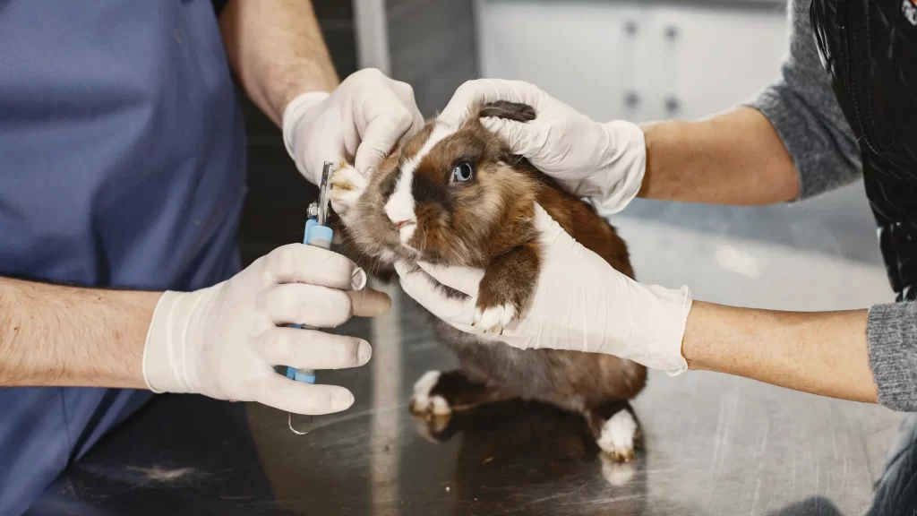 Pet groomers grooming a rabbit symbolizing the path to becoming a pet groomer