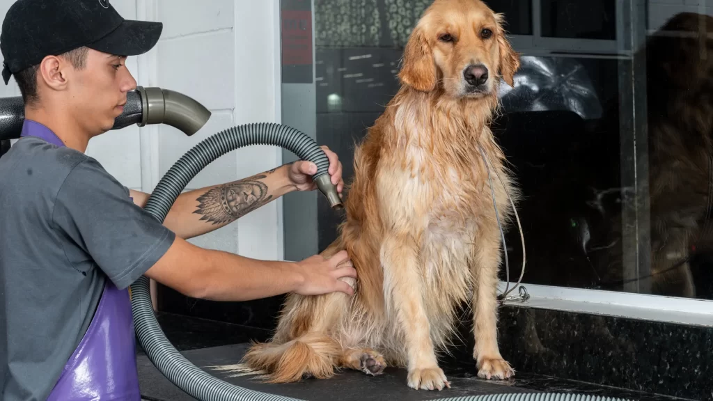 Pet Groomer and Dog Symbolizing Insights on Grooming