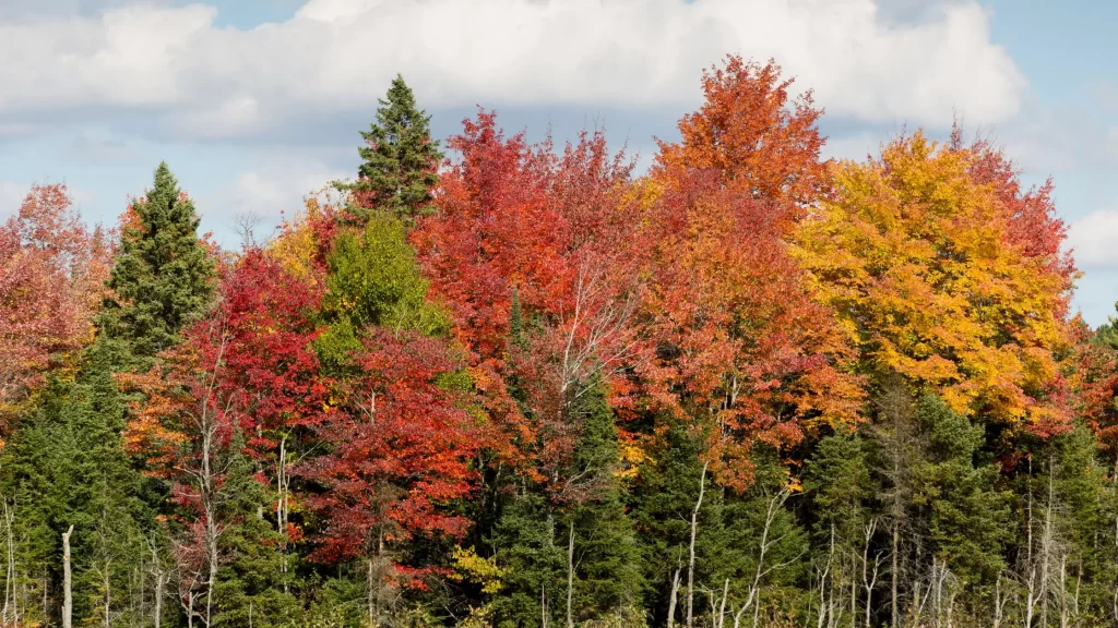 A vibrant display of diverse maple trees in autumn, showing a mix of red, orange, and yellow foliage in a forest setting