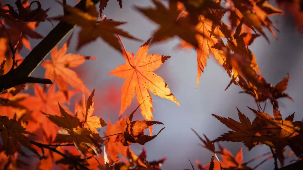 Close-up of red and orange maple leaves in autumn, highlighting the distinctive fall foliage of maple trees