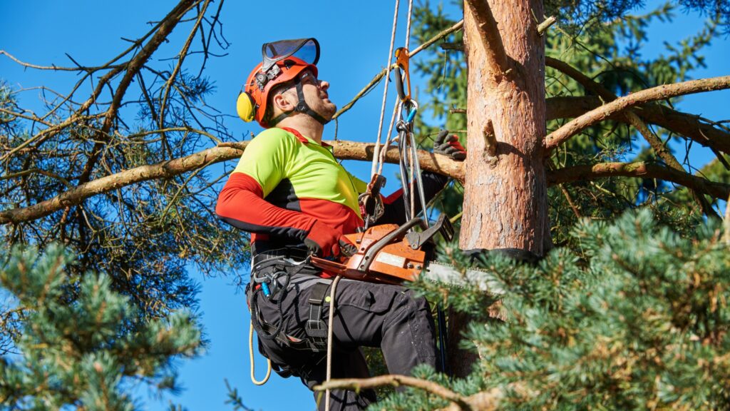 Certified arborist in protective gear trimming a large tree, illustrating average cost to hire an arborist in 2024