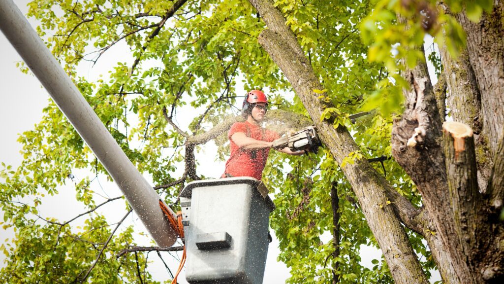 Arborist using a chainsaw from a bucket truck to trim a tall tree, highlighting factors that affect arborist prices