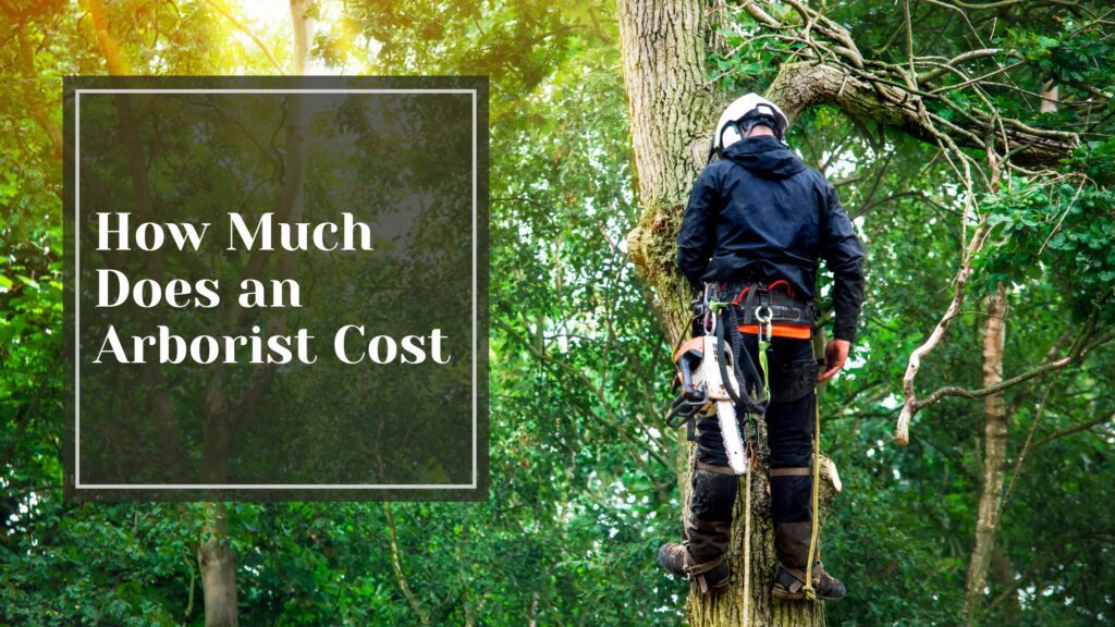 How Much Does an Arborist Cost