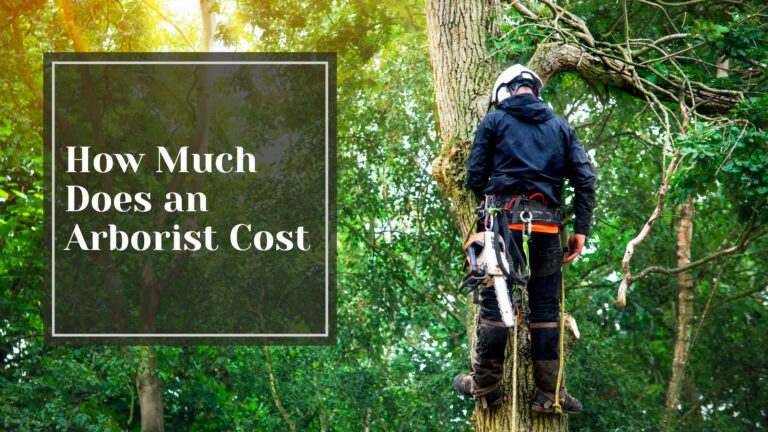 How Much Does an Arborist Cost - Talking Tradesmen