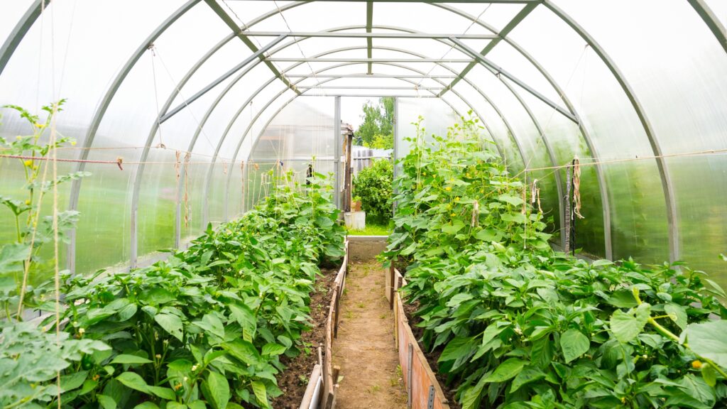 A well-maintained greenhouse environment showcasing thriving plants, representing a day in the life of a greenhouse manager