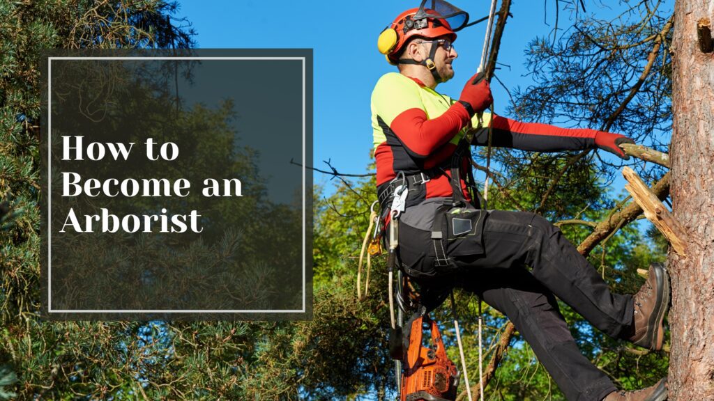 How to Become an Arborist - Talking Tradesmen