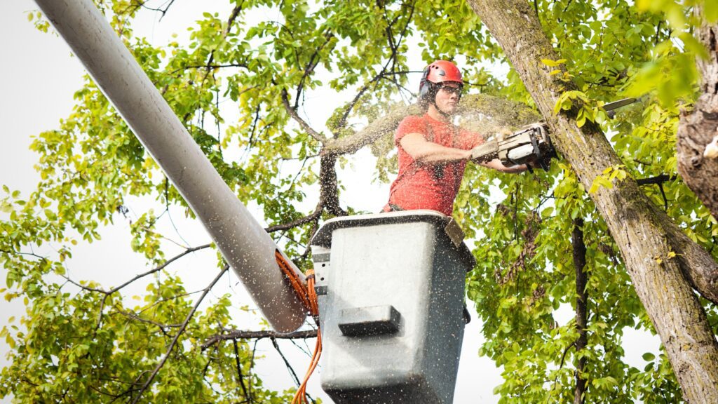 Arborist Using Aerial Lift During Tree Maintenance, Demonstrating Skills Essential For How To Become An Arborist