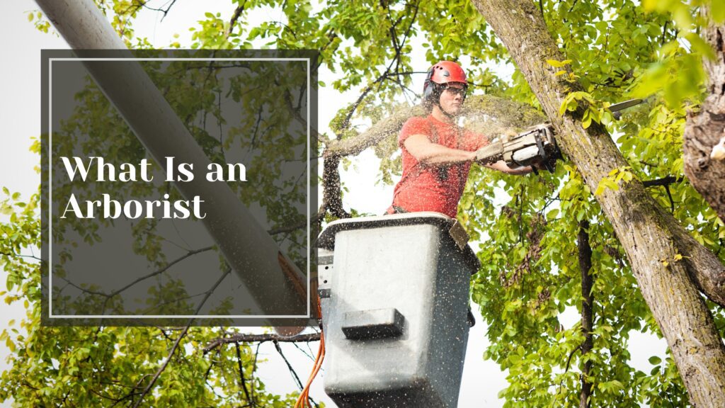 What is An Arborist - Talking Tradesmen