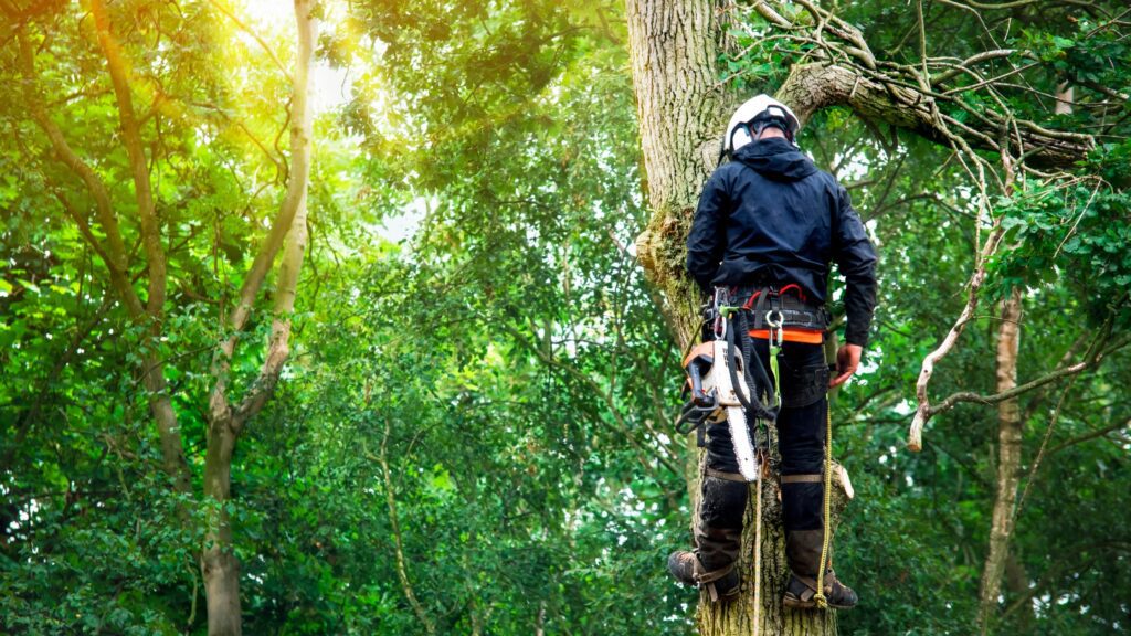 An arborist scaling a tree and pruning branches, demonstrating what is an arborist and their tree care expertise